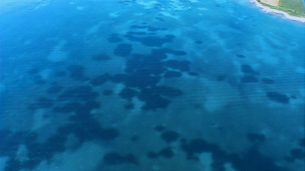 Posidonia Oceanica